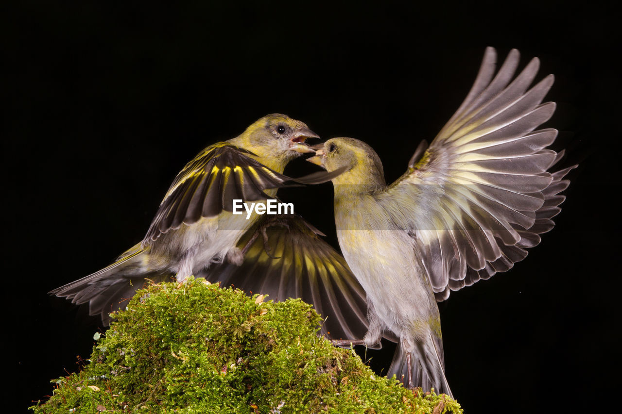 CLOSE-UP OF BIRD FLYING AGAINST BLACK BACKGROUND