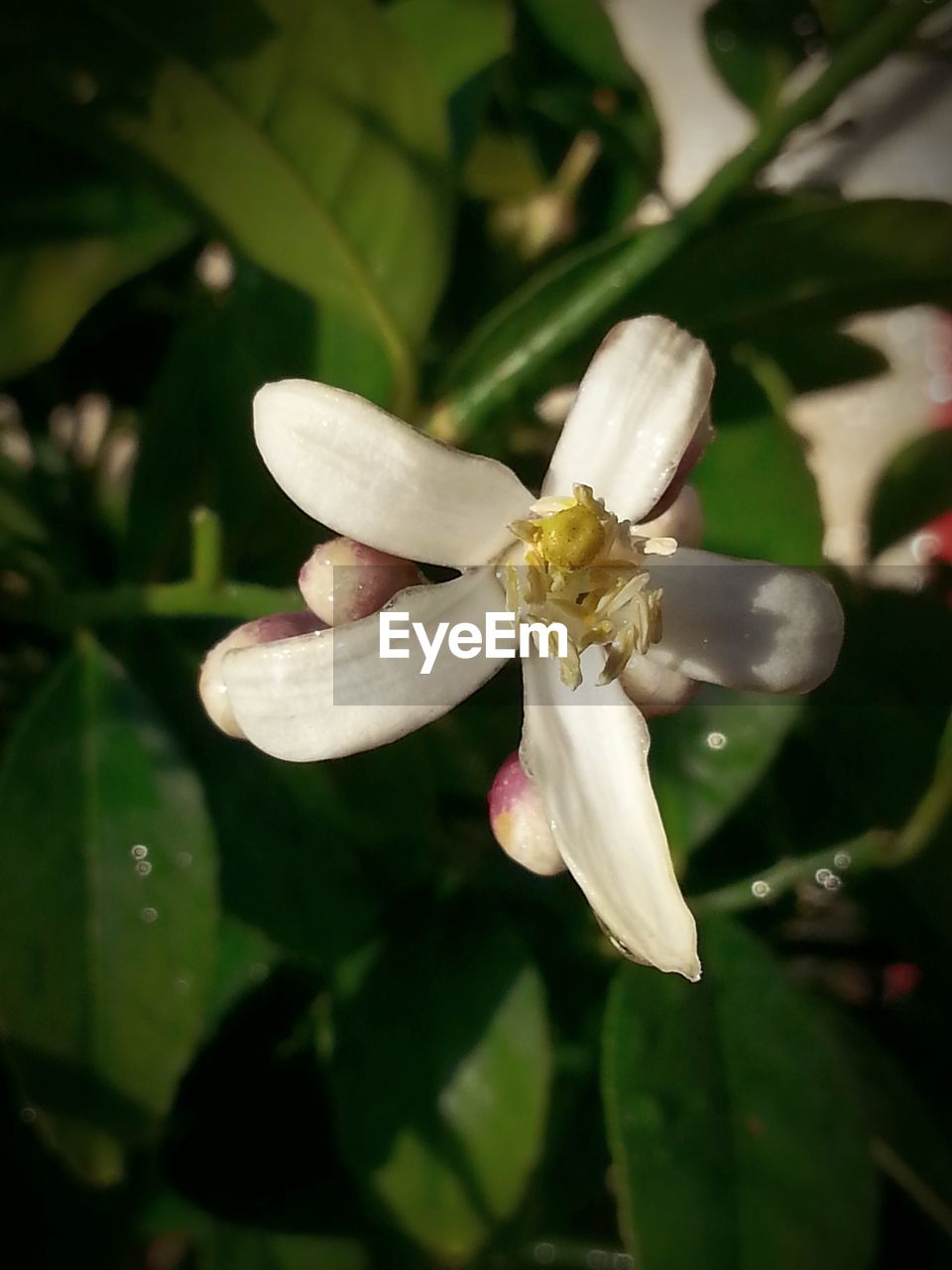 CLOSE-UP OF WHITE FLOWERS BLOOMING