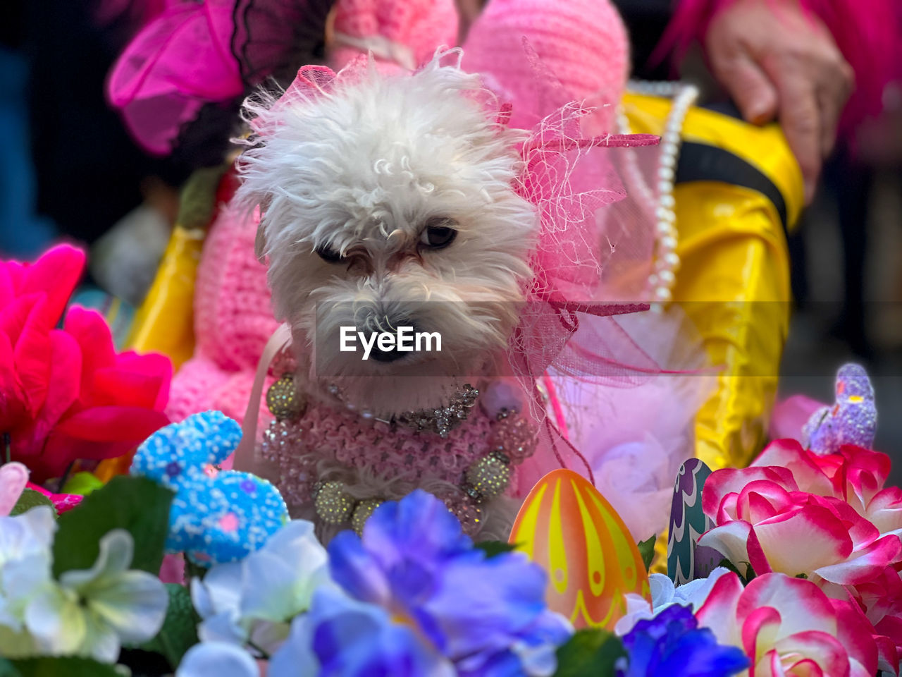 dog, canine, domestic animals, pet, flower, mammal, flowering plant, animal themes, one animal, animal, plant, pink, lap dog, maltese, nature, multi colored, celebration, beauty in nature, cute, carnivore, portrait, clothing, puppy, looking at camera