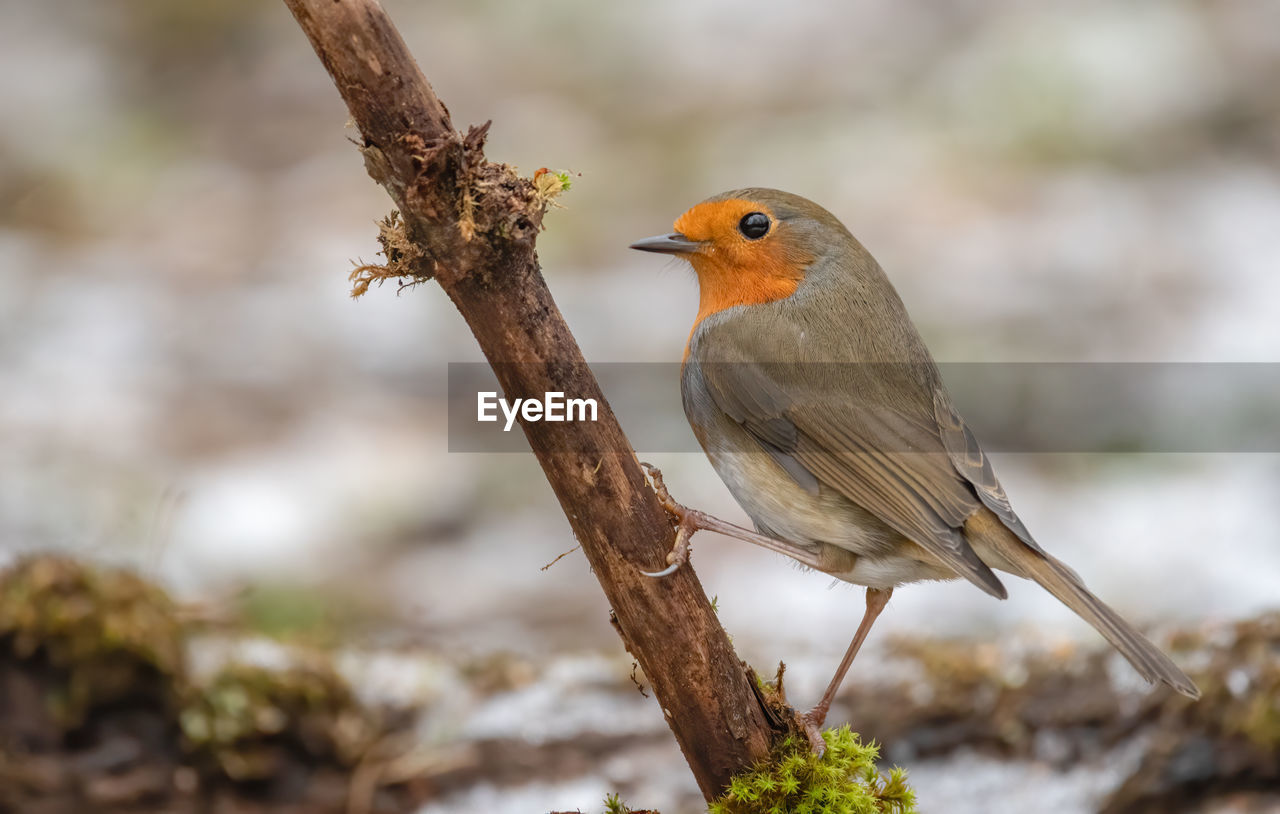 animal themes, animal, bird, animal wildlife, nature, wildlife, one animal, robin, tree, beak, branch, perching, plant, close-up, no people, beauty in nature, outdoors, focus on foreground, environment, full length, day, winter