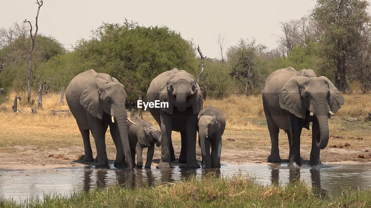 ELEPHANT STANDING BY LAKE AGAINST TREES