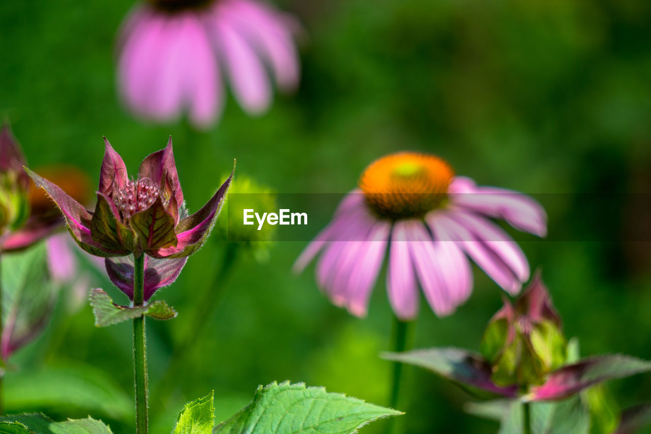 Close-up of purple coneflower blooming outdoors