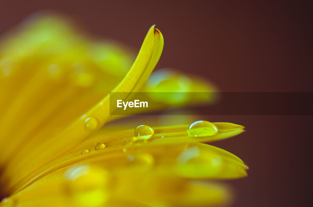 Close-up of water drops on leaf
