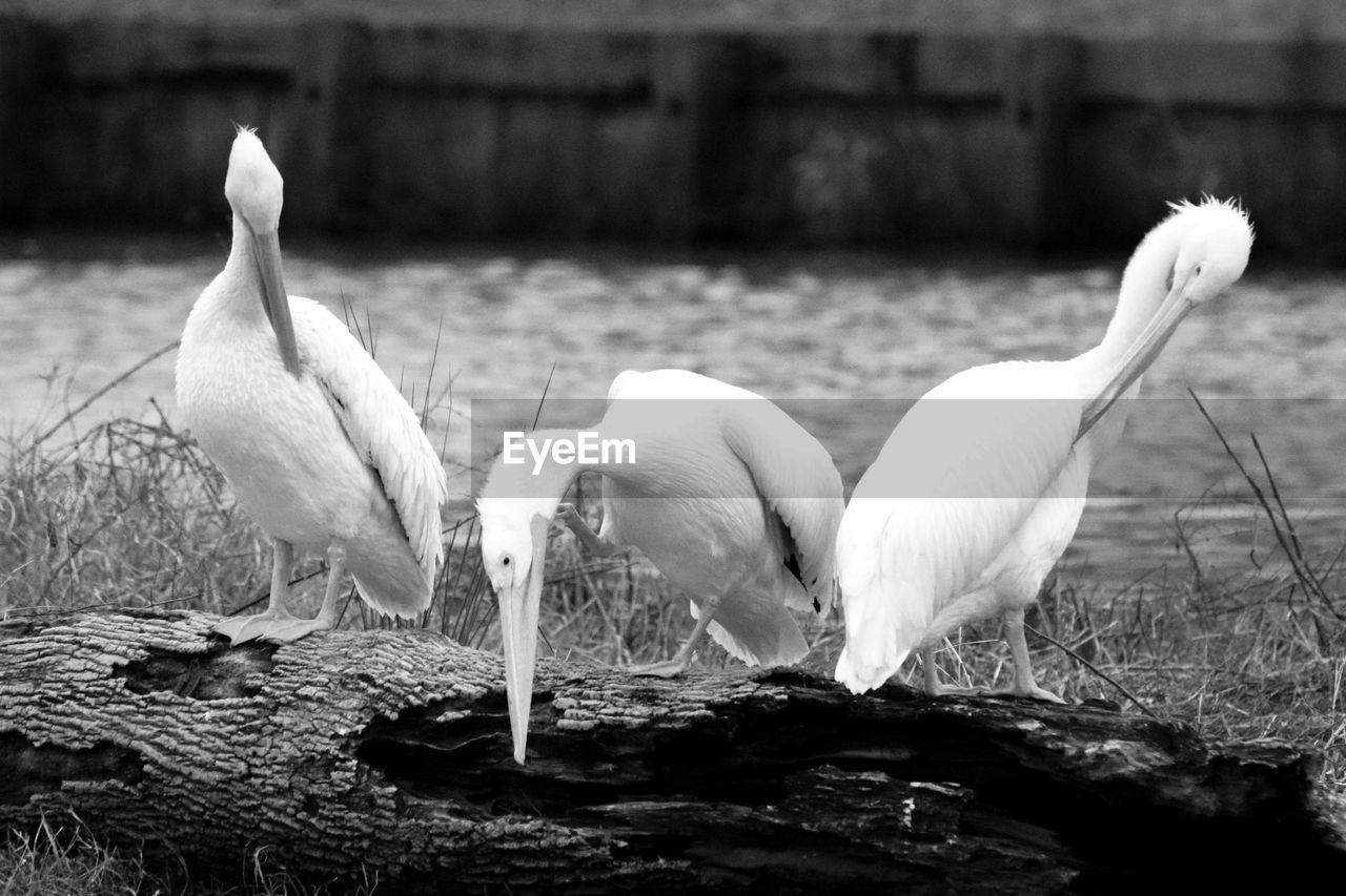 VIEW OF SWANS IN LAKE