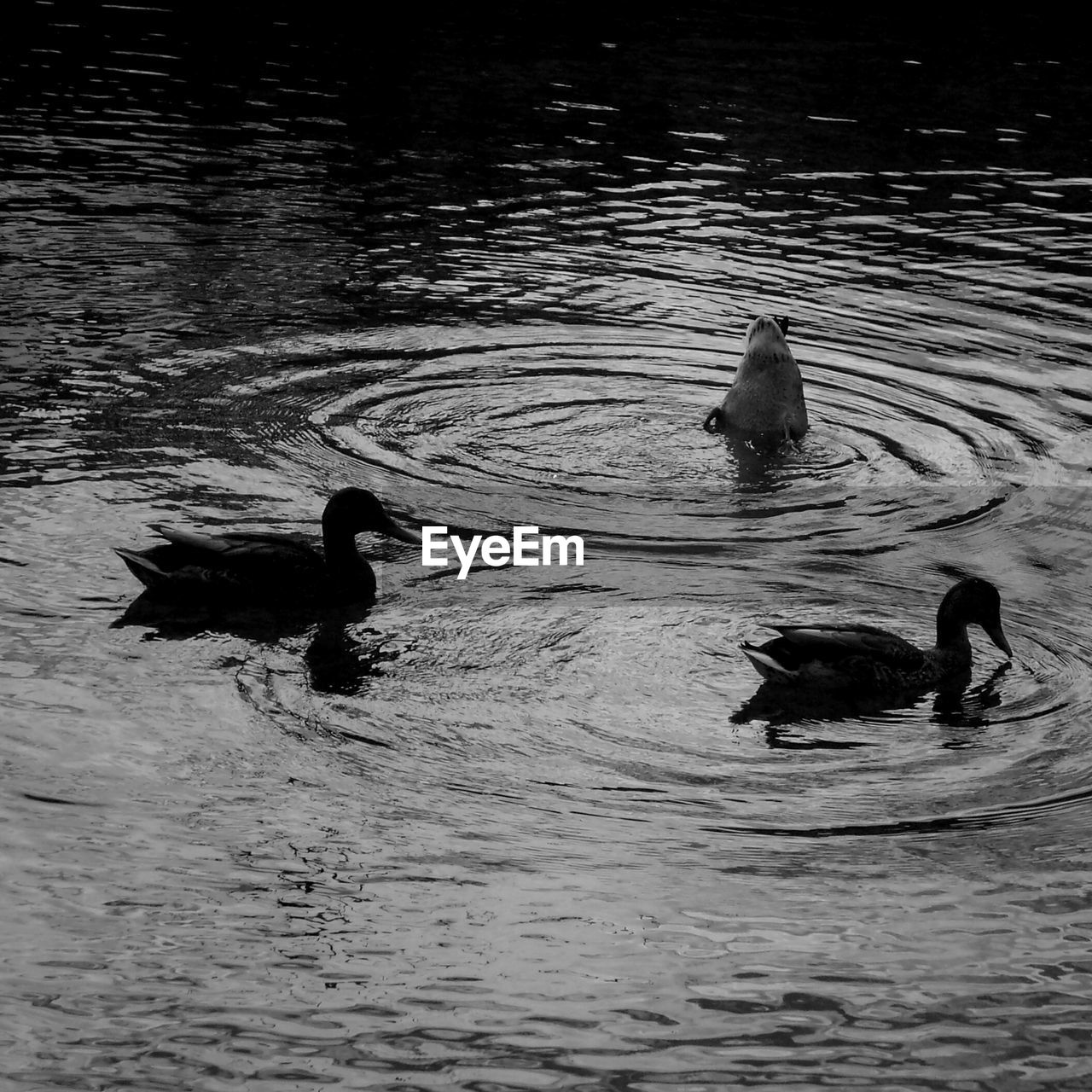 DUCKS SWIMMING IN LAKE