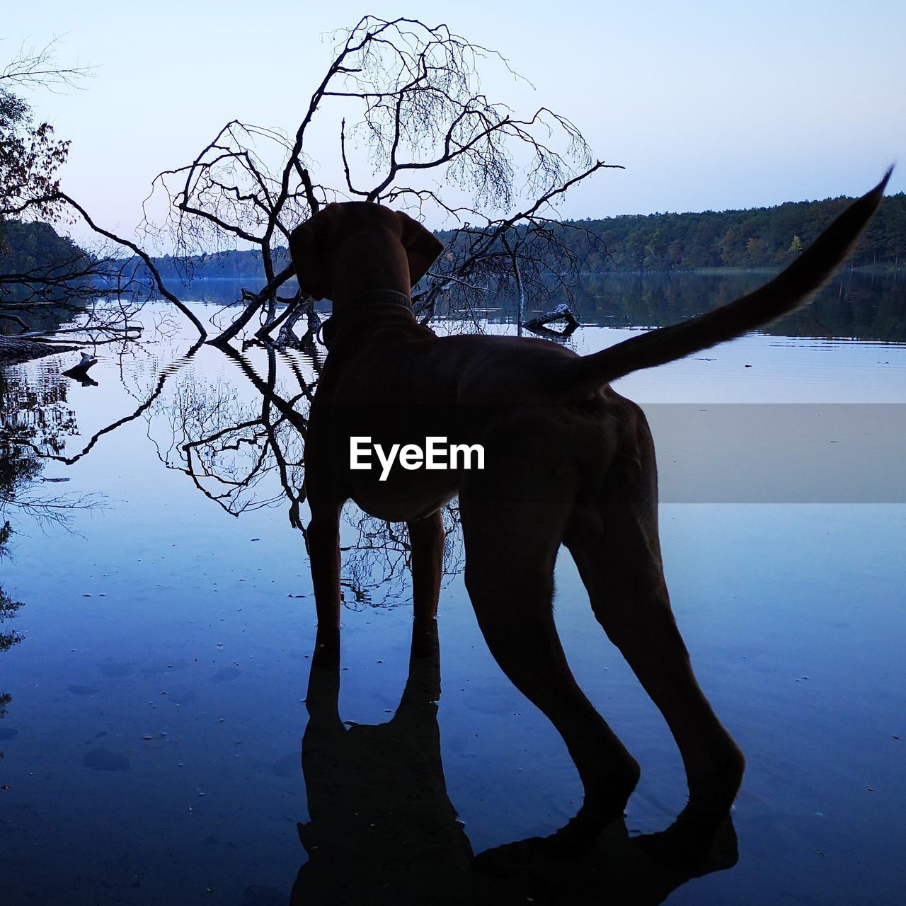 SILHOUETTE DOG STANDING ON LAKE