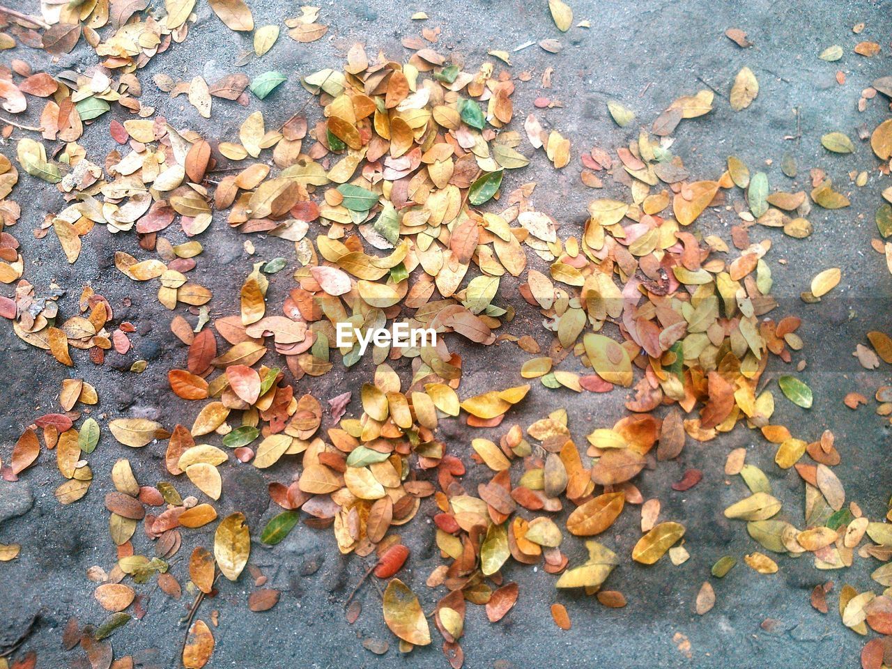 Close-up of autumnal leaves on ground