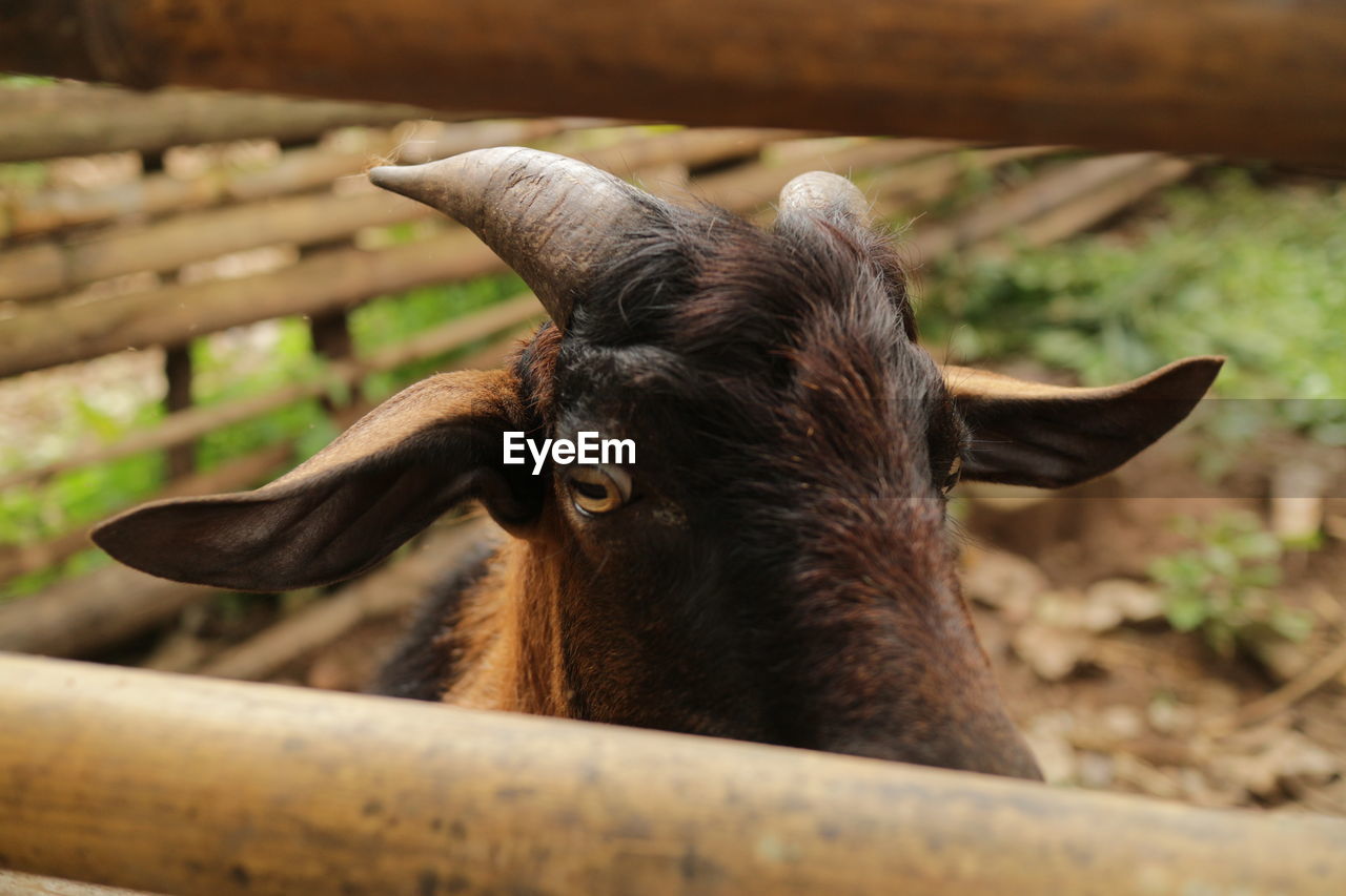 animal themes, animal, mammal, livestock, domestic animals, one animal, horn, close-up, animal wildlife, wildlife, pet, animal body part, cattle, agriculture, horned, nature, no people, farm, fence, day, animal head, portrait, outdoors, rural scene, herbivorous, land, landscape