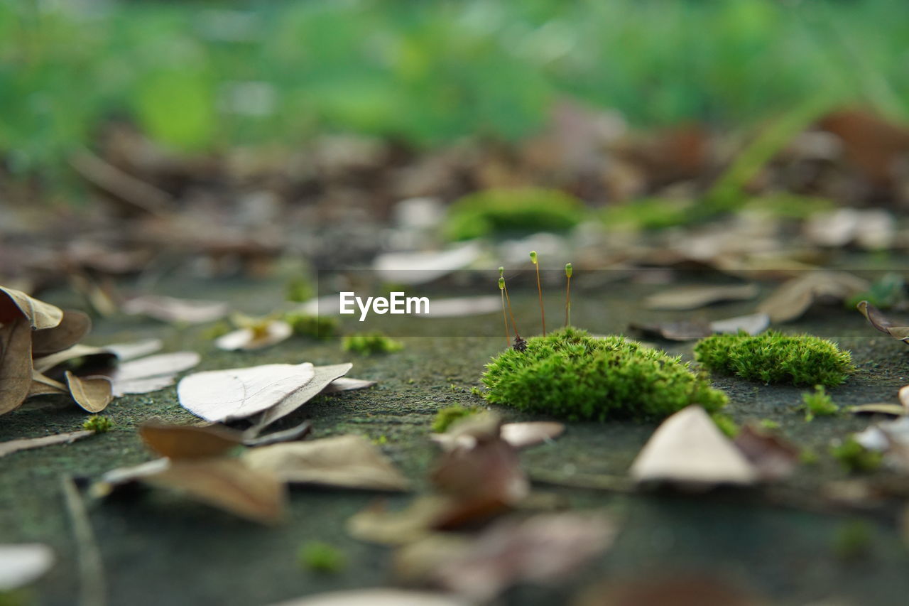 CLOSE-UP OF LEAVES ON LAND