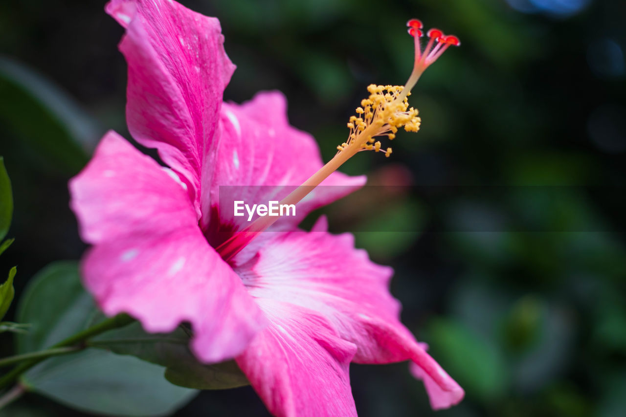 Pink gumamela flower