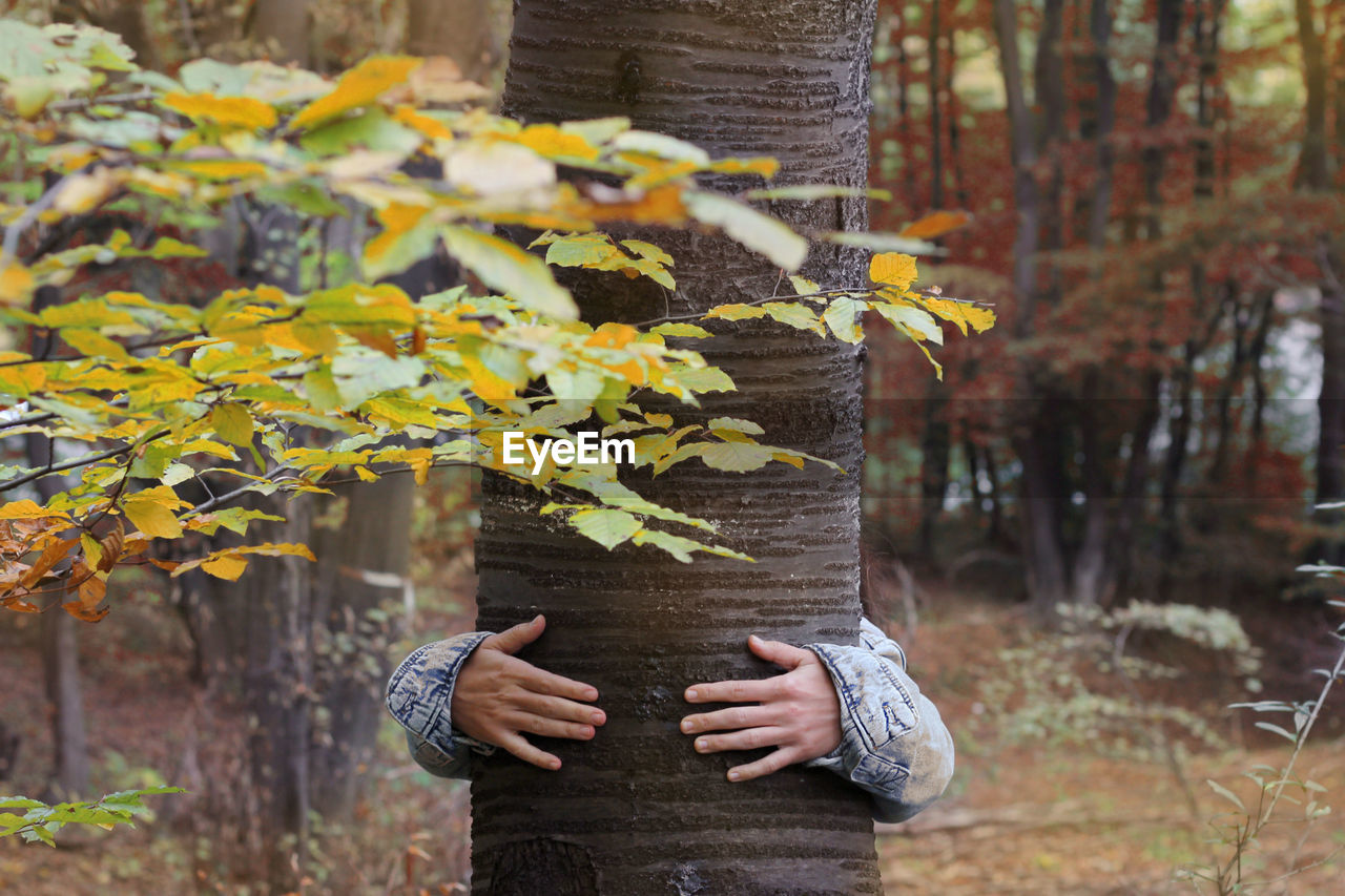 MIDSECTION OF PERSON HOLDING MAPLE LEAVES ON TREE