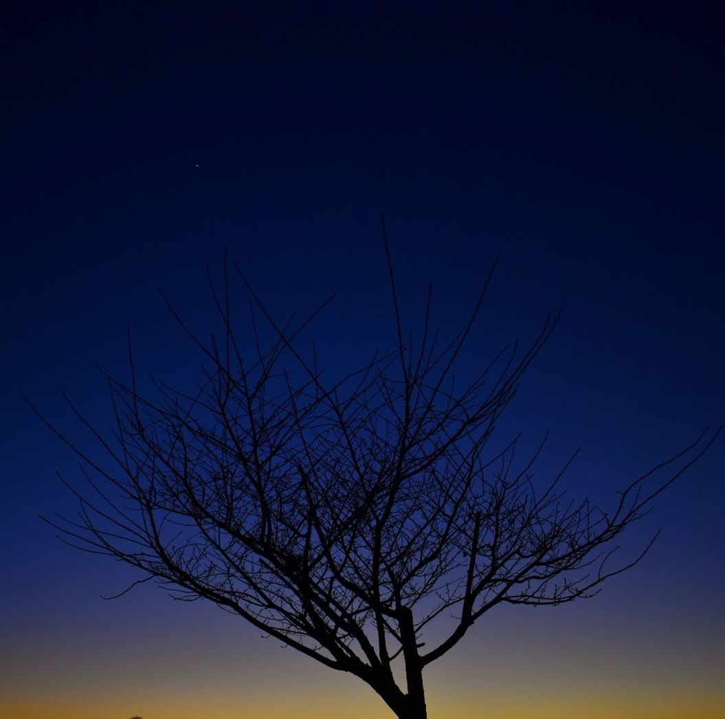 SILHOUETTE BARE TREE AGAINST CLEAR BLUE SKY