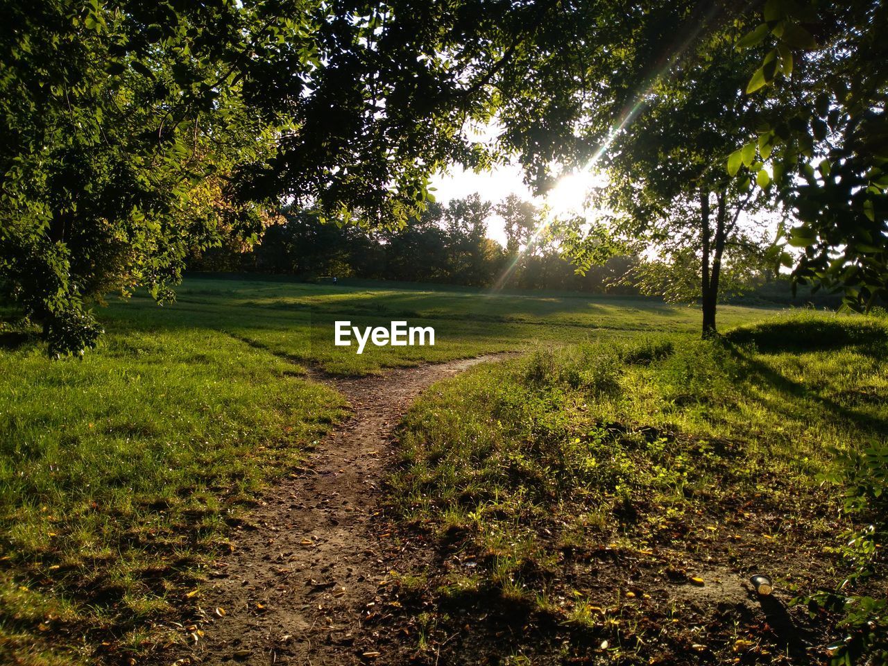 SCENIC VIEW OF TREES GROWING IN FOREST