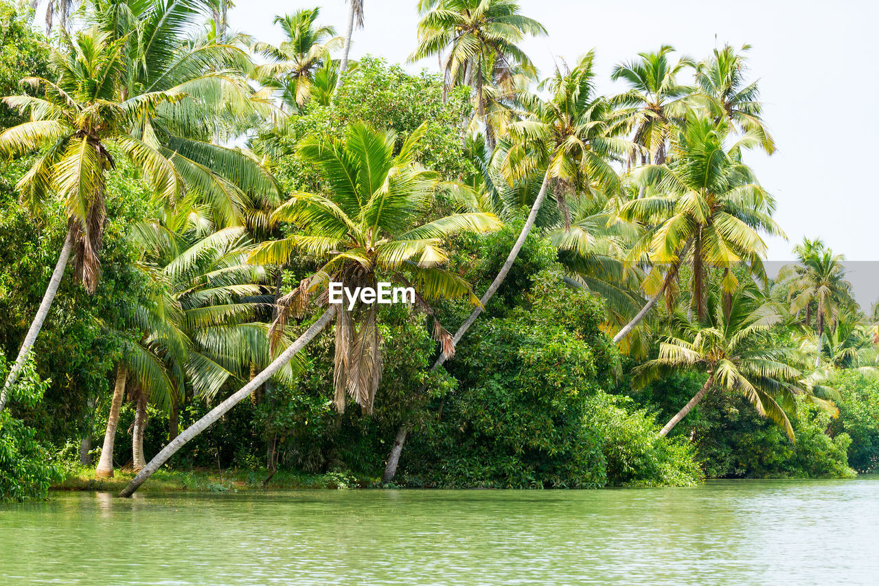 COCONUT PALM TREES AGAINST SKY