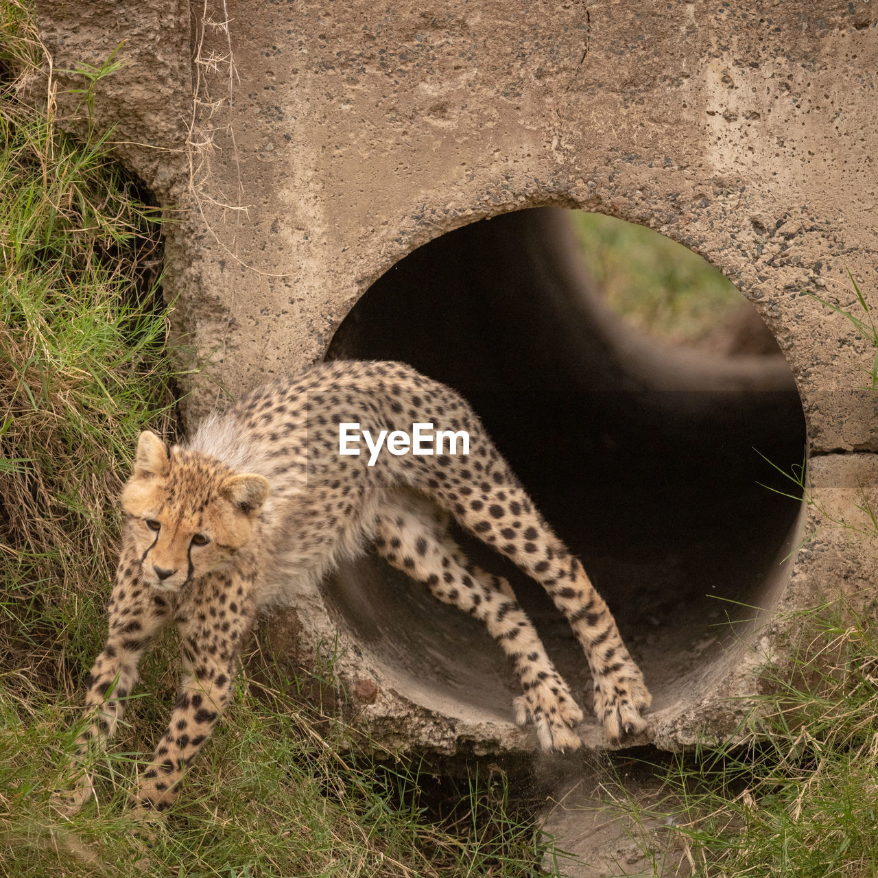 Cheetah jumping from pipe