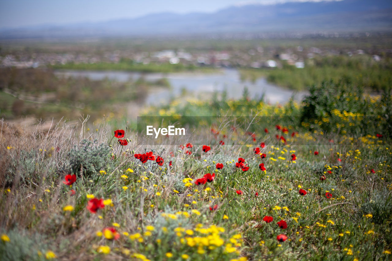 Red poppy flowers growing on land