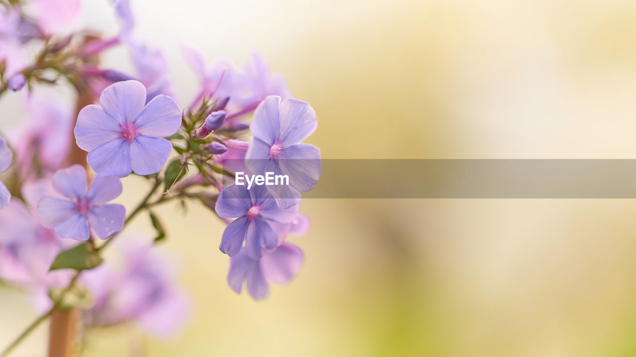 plant, flower, flowering plant, freshness, beauty in nature, nature, fragility, macro photography, close-up, blossom, springtime, tree, petal, growth, flower head, no people, selective focus, focus on foreground, branch, inflorescence, purple, outdoors, defocused, lilac, pink, environment, spring, wildflower, multi colored, food and drink, tranquility, backgrounds, botany, plant part, copy space, food, softness, sunlight, summer, pastel colored, scented, vibrant color, macro, leaf