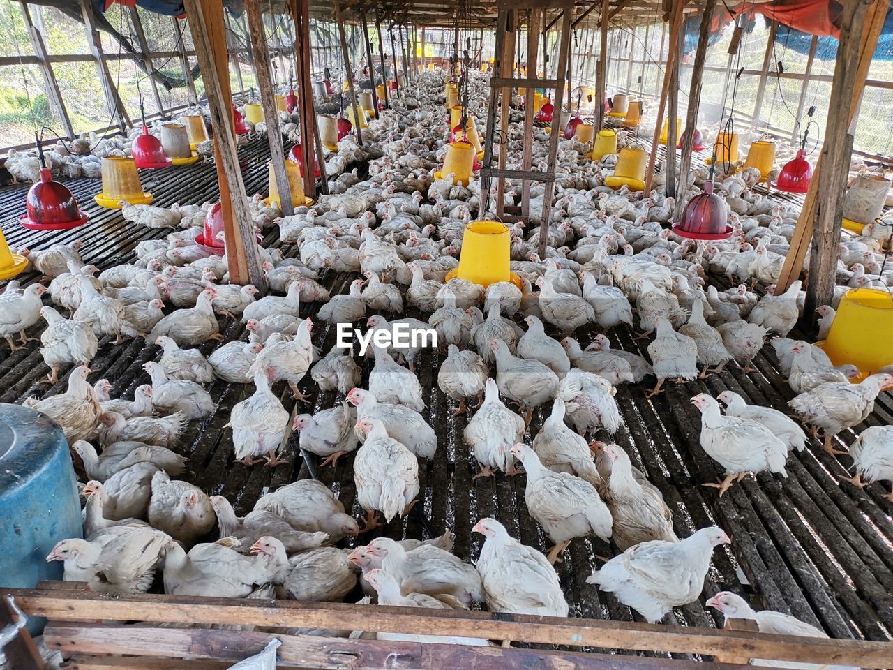 High angle view of chickens for sale