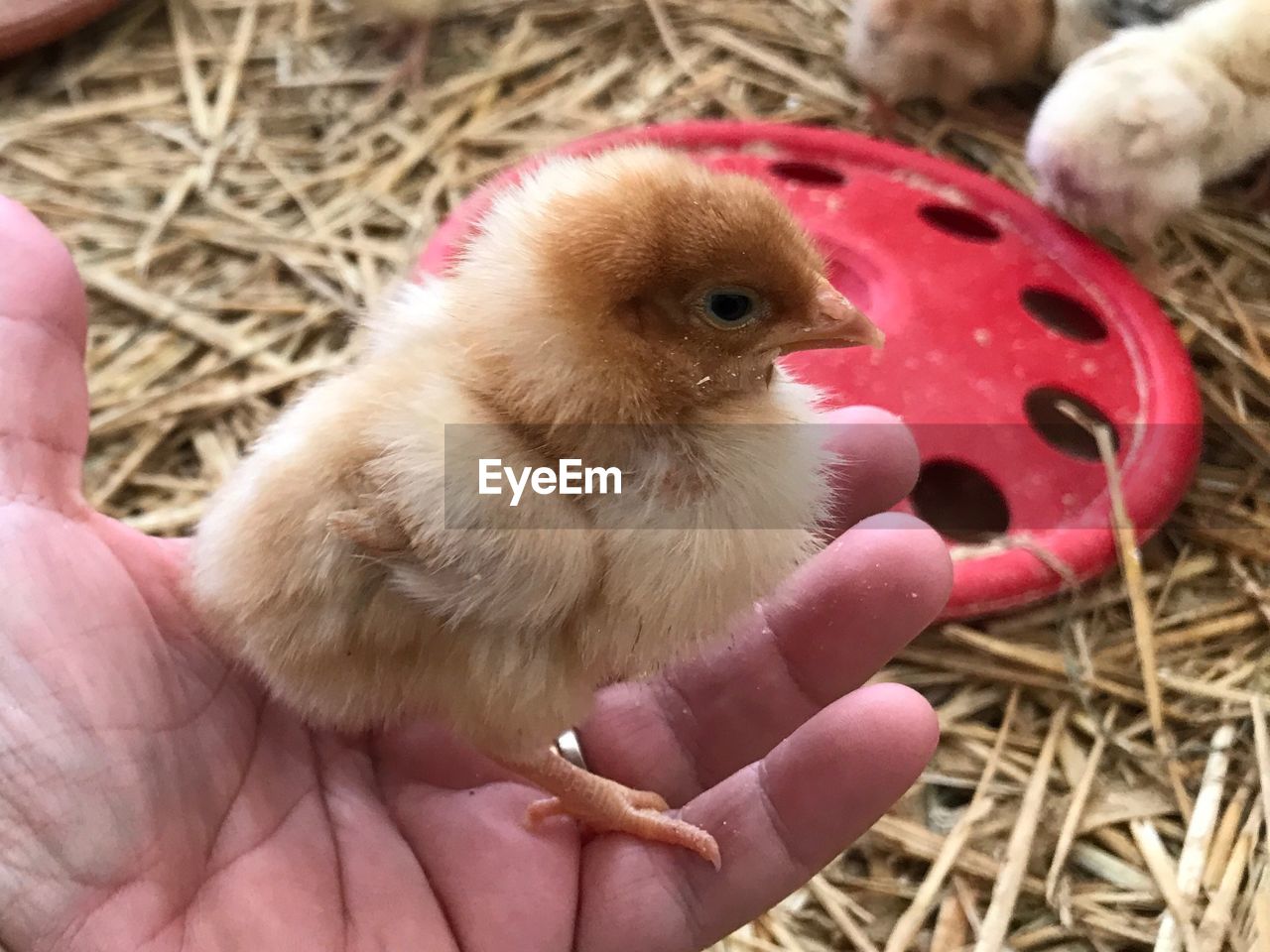 CLOSE-UP OF HAND HOLDING BIRD IN NEST