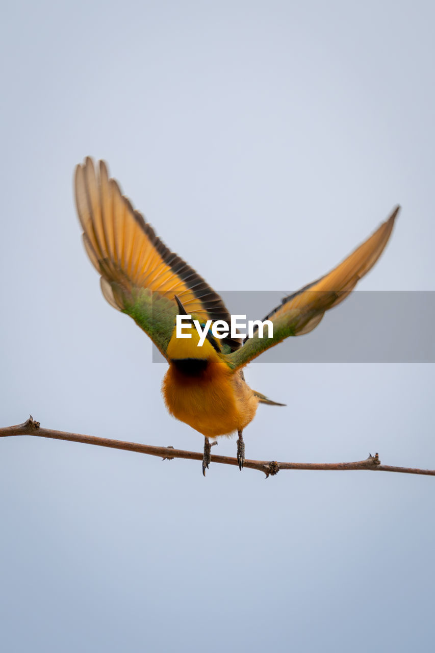 low angle view of bird perching on cable