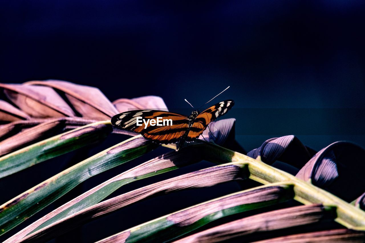 Close-up of butterfly pollinating on purple flower