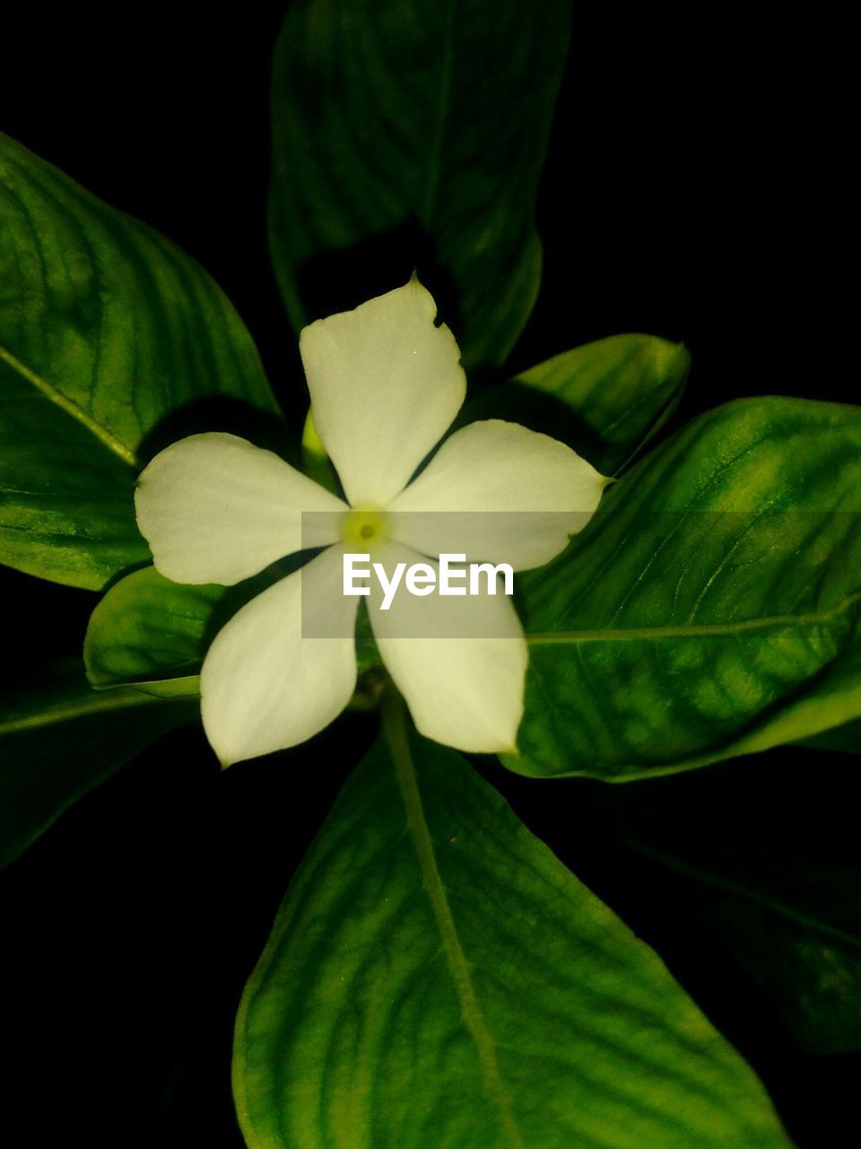 CLOSE-UP OF YELLOW FLOWER AGAINST BLACK LEAVES