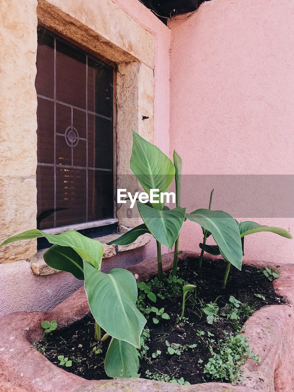 CLOSE-UP OF POTTED PLANT AGAINST WALL OF BUILDING