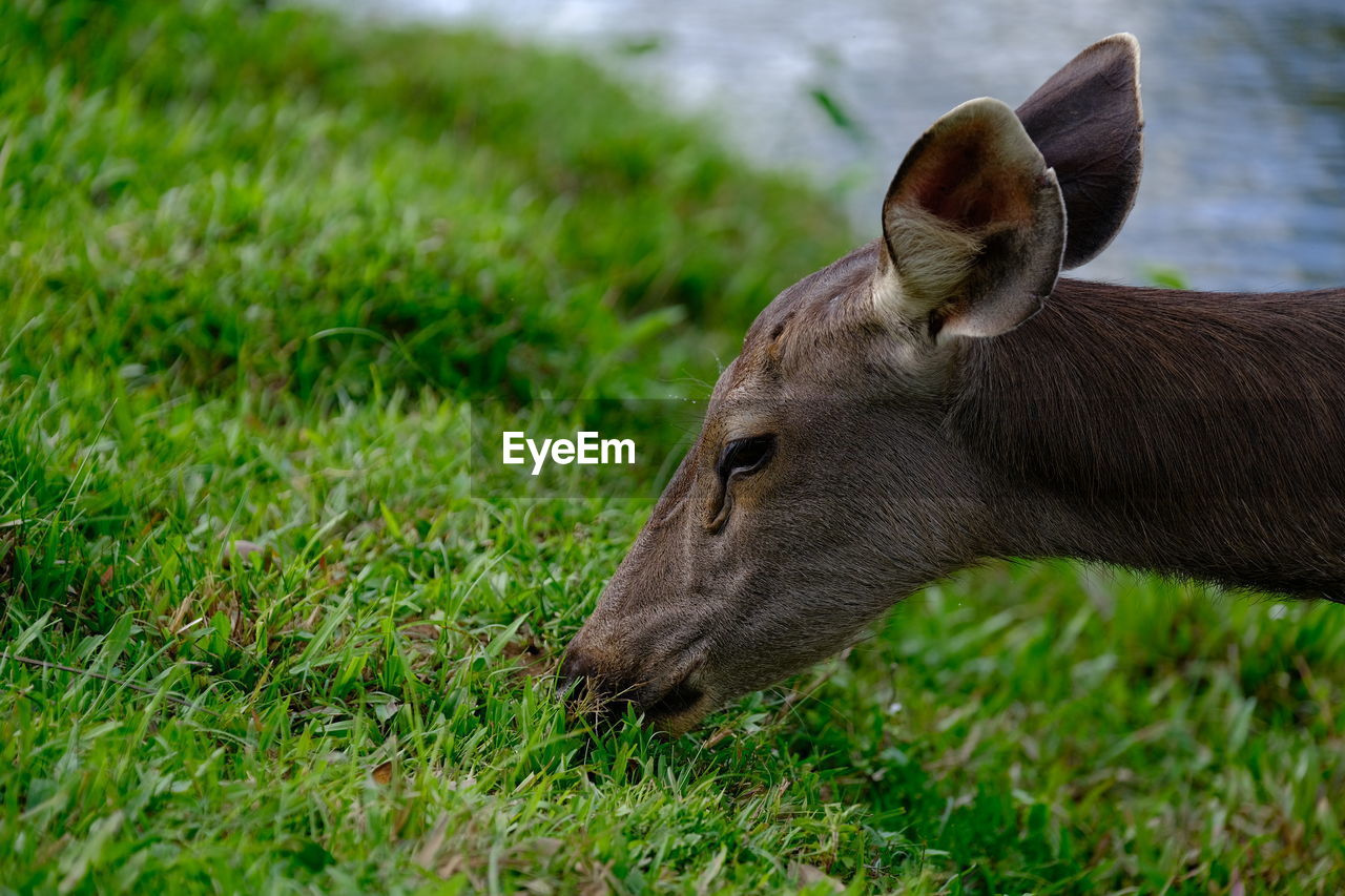 animal themes, animal, wildlife, animal wildlife, one animal, grass, mammal, nature, plant, deer, no people, pasture, green, animal body part, outdoors, side view, day, meadow, domestic animals, land, brown, field, animal head, close-up