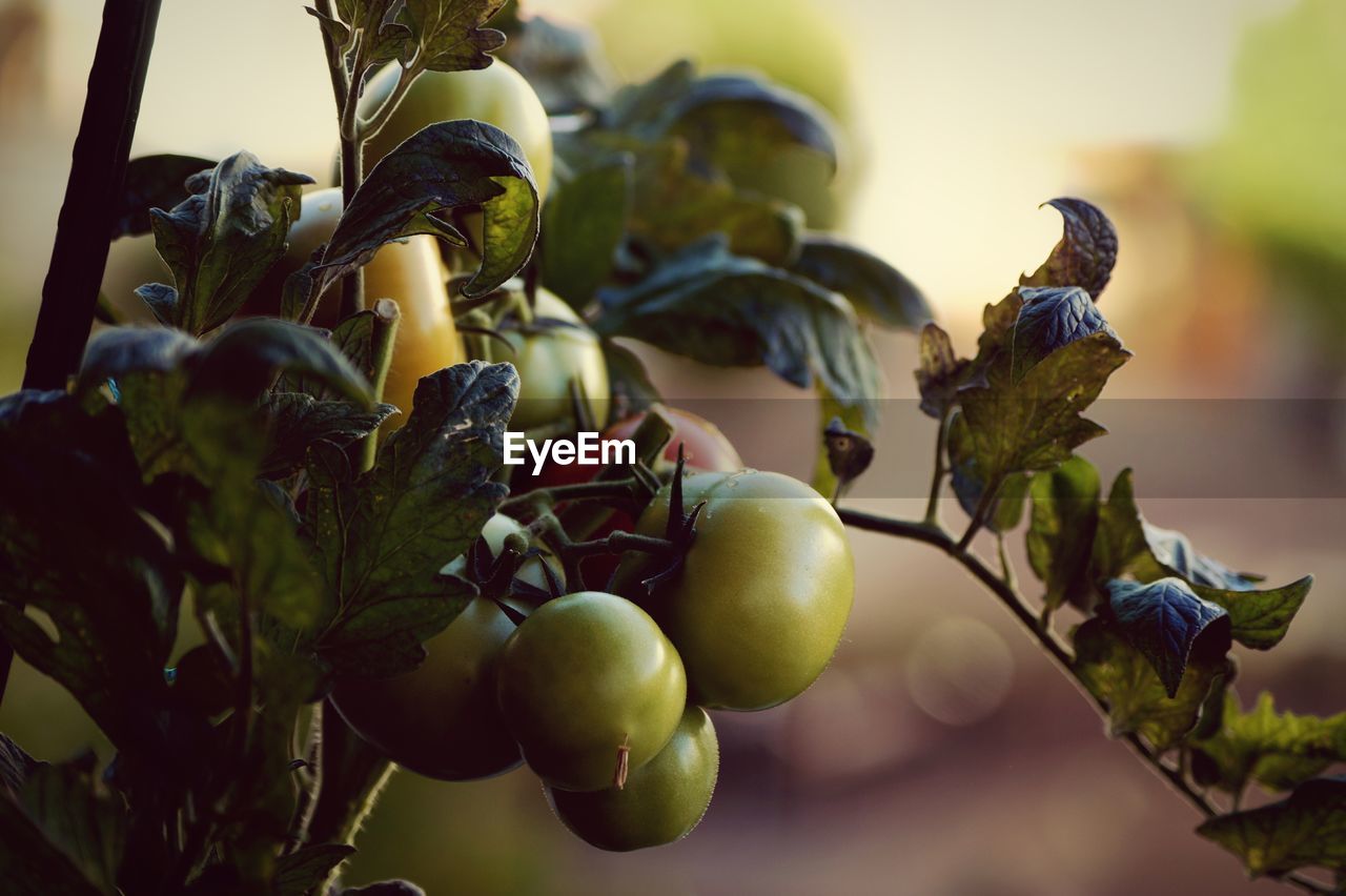 Close-up of tomatoes growing in vegetable garden