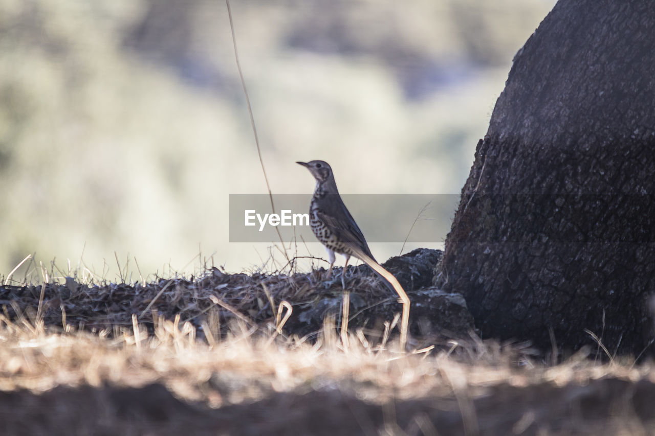CLOSE-UP OF BIRD PERCHING ON WOOD