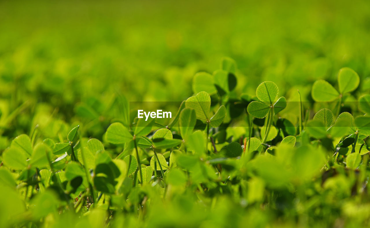 Close-up of plants growing on field