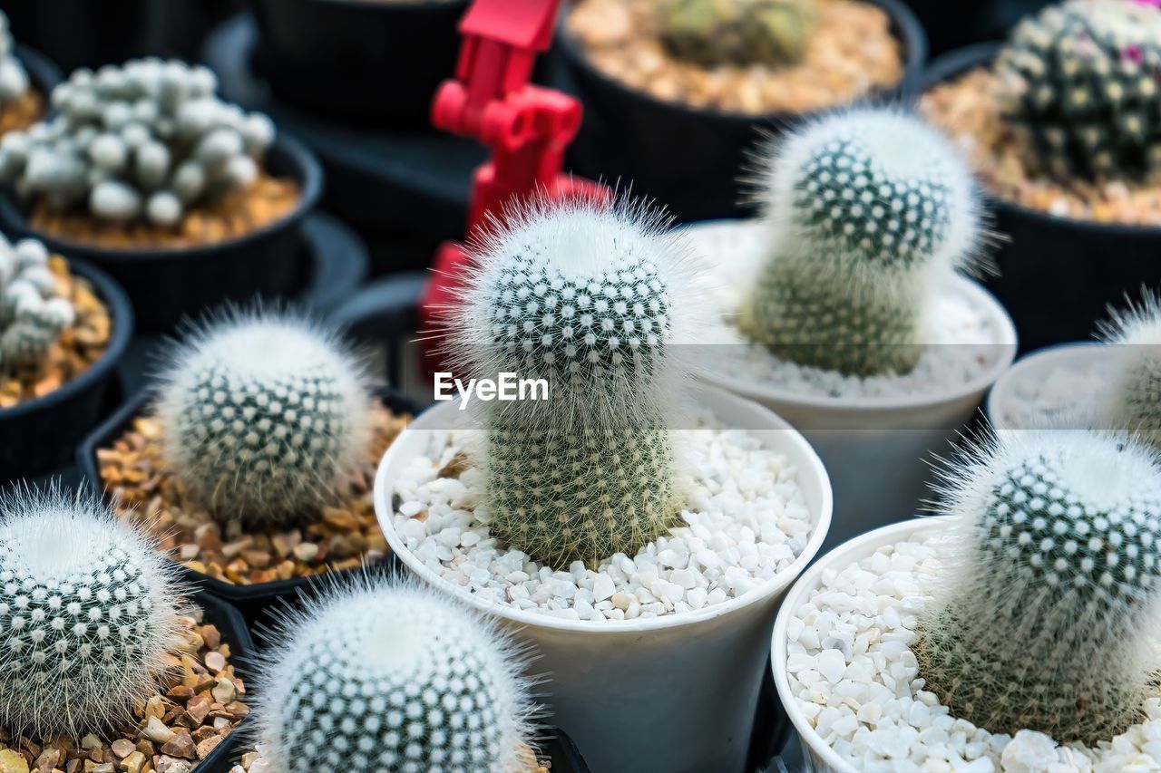 cactus, succulent plant, thorn, no people, spiked, plant, nature, barrel cactus, flower, large group of objects, variation, growth, sharp, close-up, beauty in nature, outdoors, retail, food and drink, potted plant, day