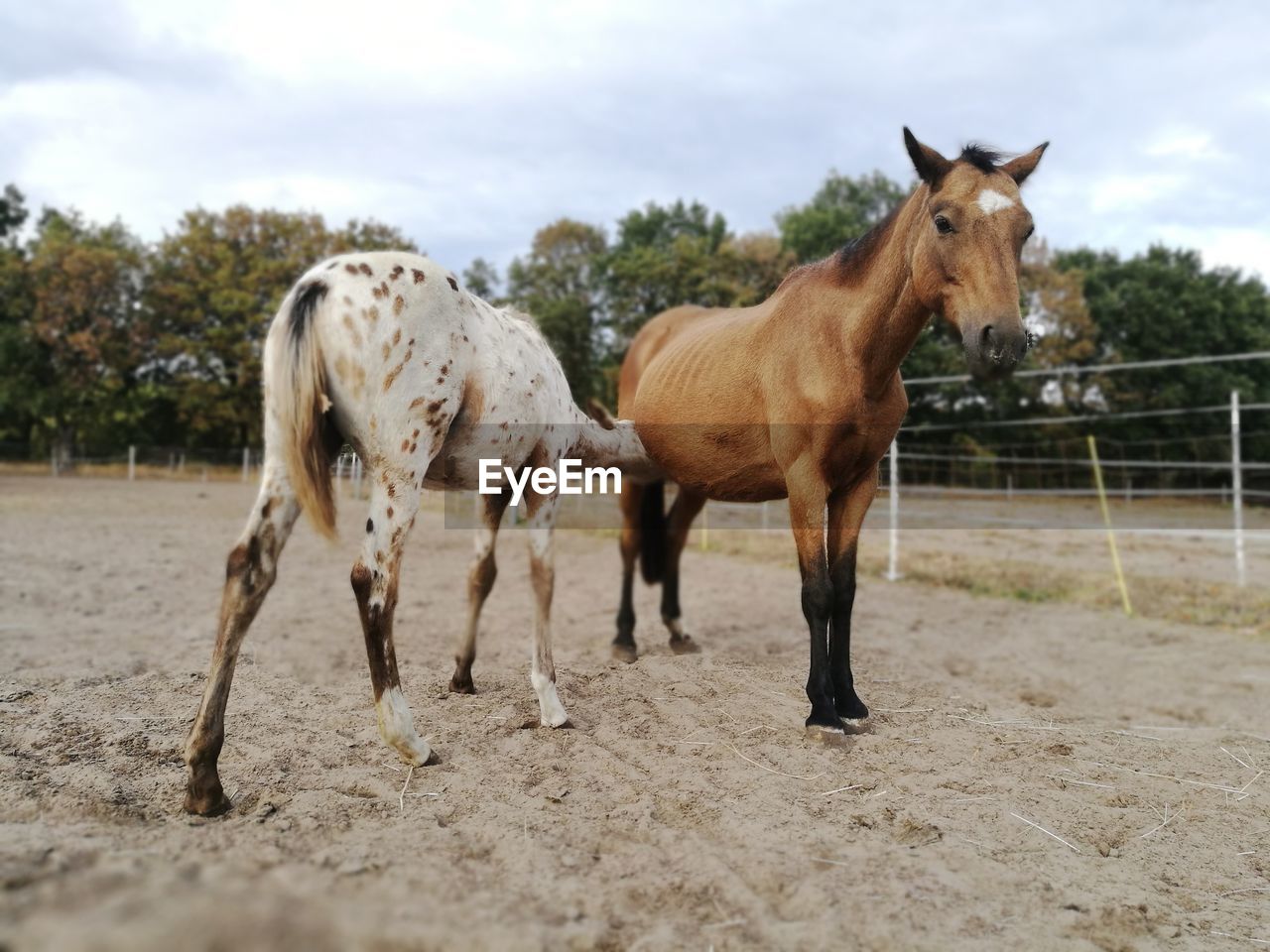 HORSES ON FIELD