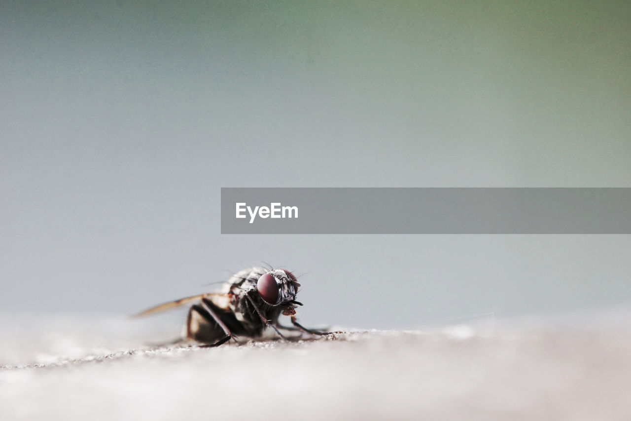 Close-up of housefly on rock