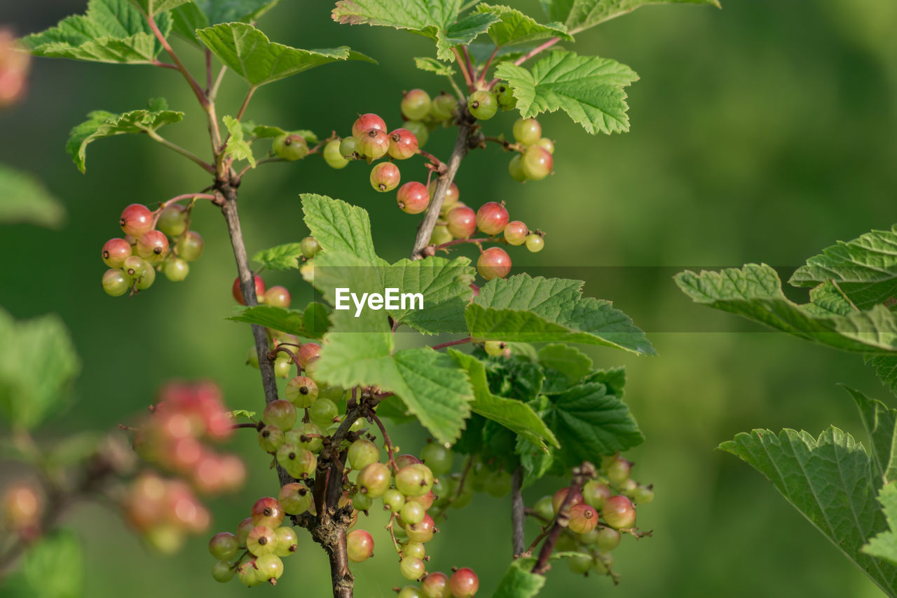 Close-up of berries growing on tree