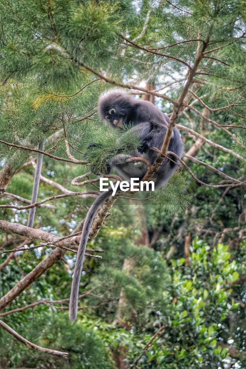 Low angle view of leaf monkey sitting on branch at forest