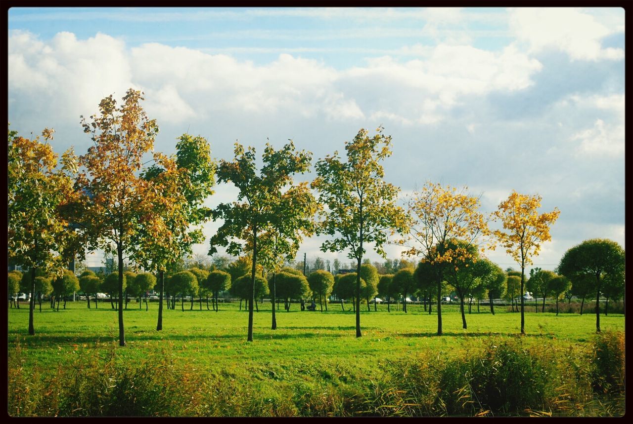 TREES ON GRASSY FIELD AGAINST CLOUDY SKY