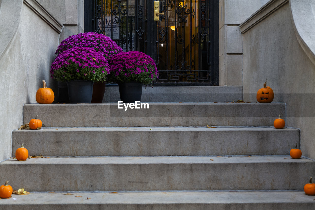 staircase, architecture, steps and staircases, yellow, wall, stairs, building exterior, built structure, flower, plant, flowering plant, no people, food, food and drink, building, freshness, nature, celebration, orange color, decoration, outdoors, pumpkin, residential district, fruit, day, house, citrus fruit, entrance