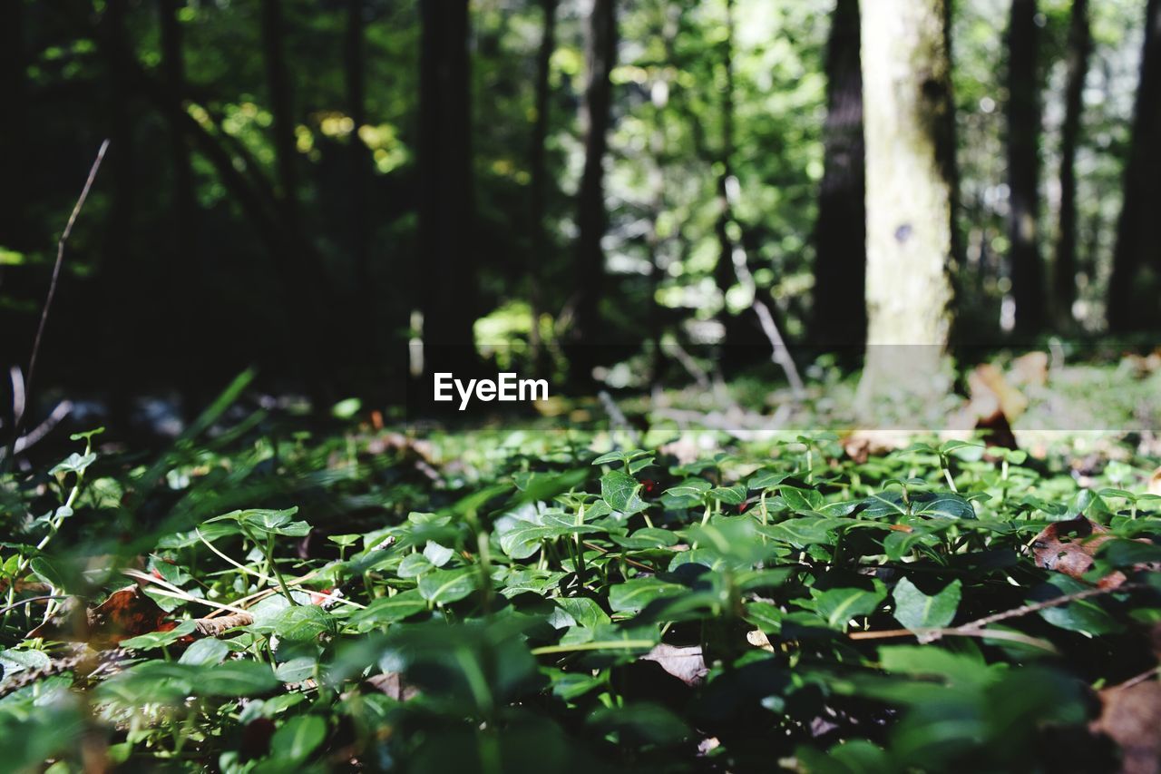 Plants growing in forest