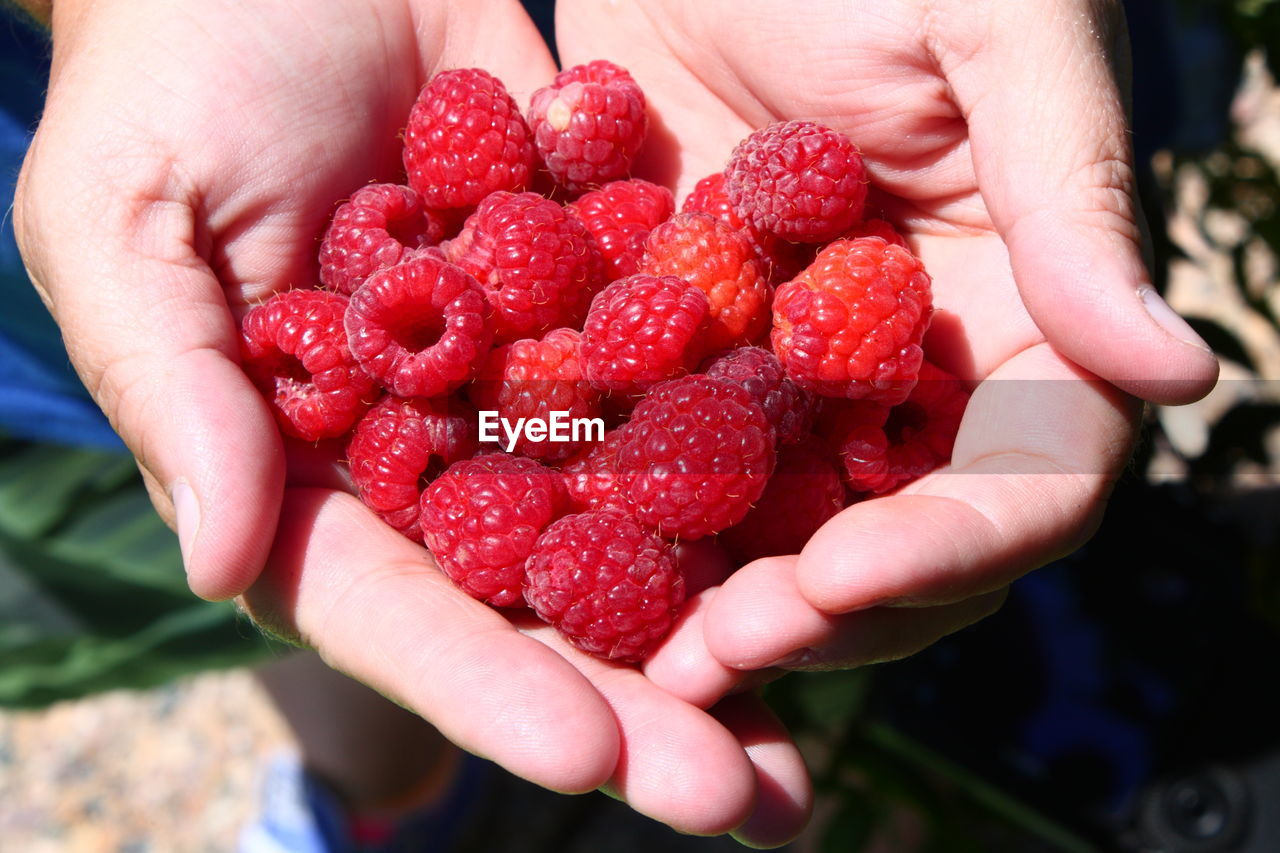 Close-up of person holding raspberries