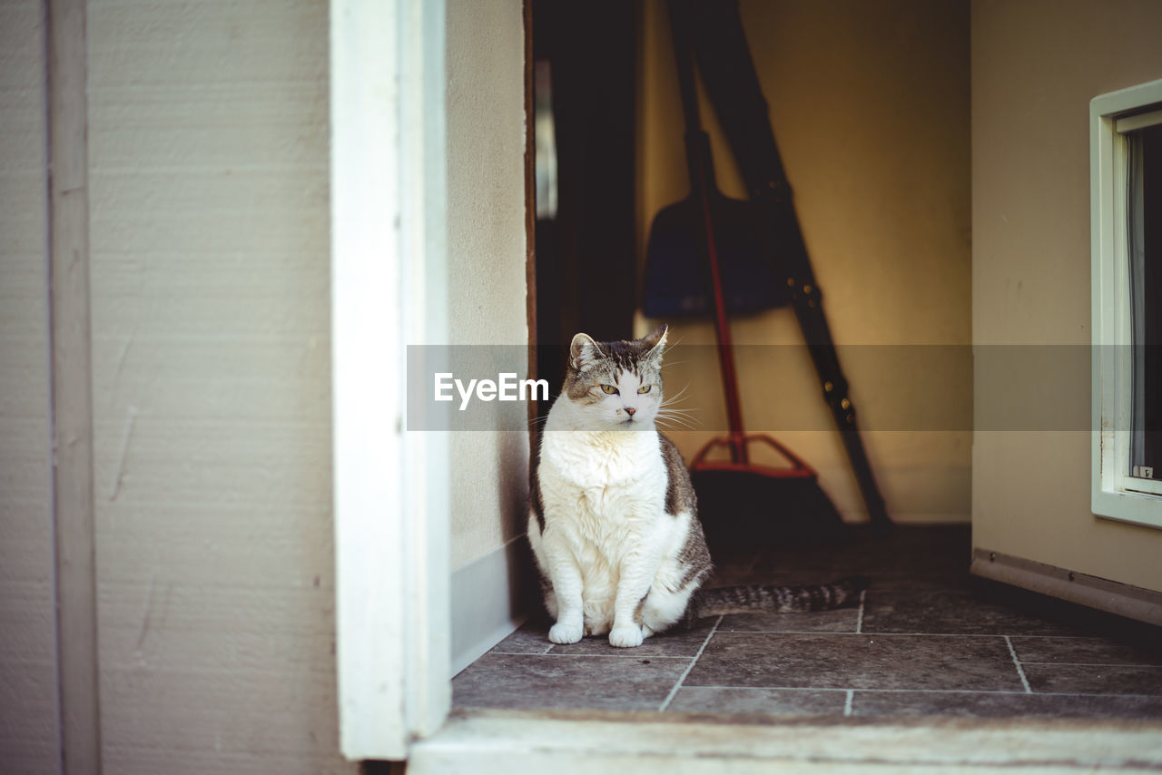 Tabby female cat sitting in an entryway to a house looking outside 