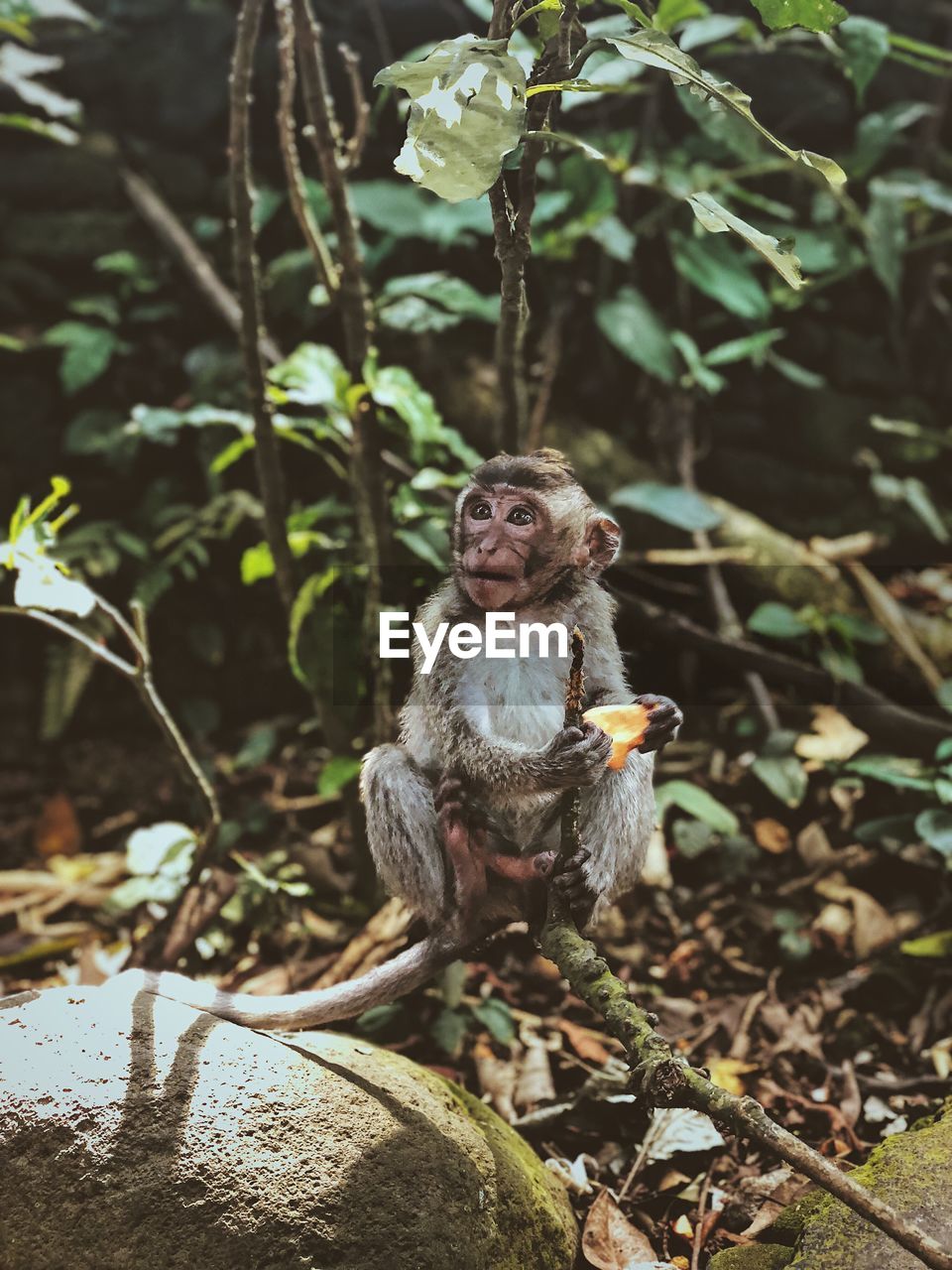 Monkey looking away while sitting on branch