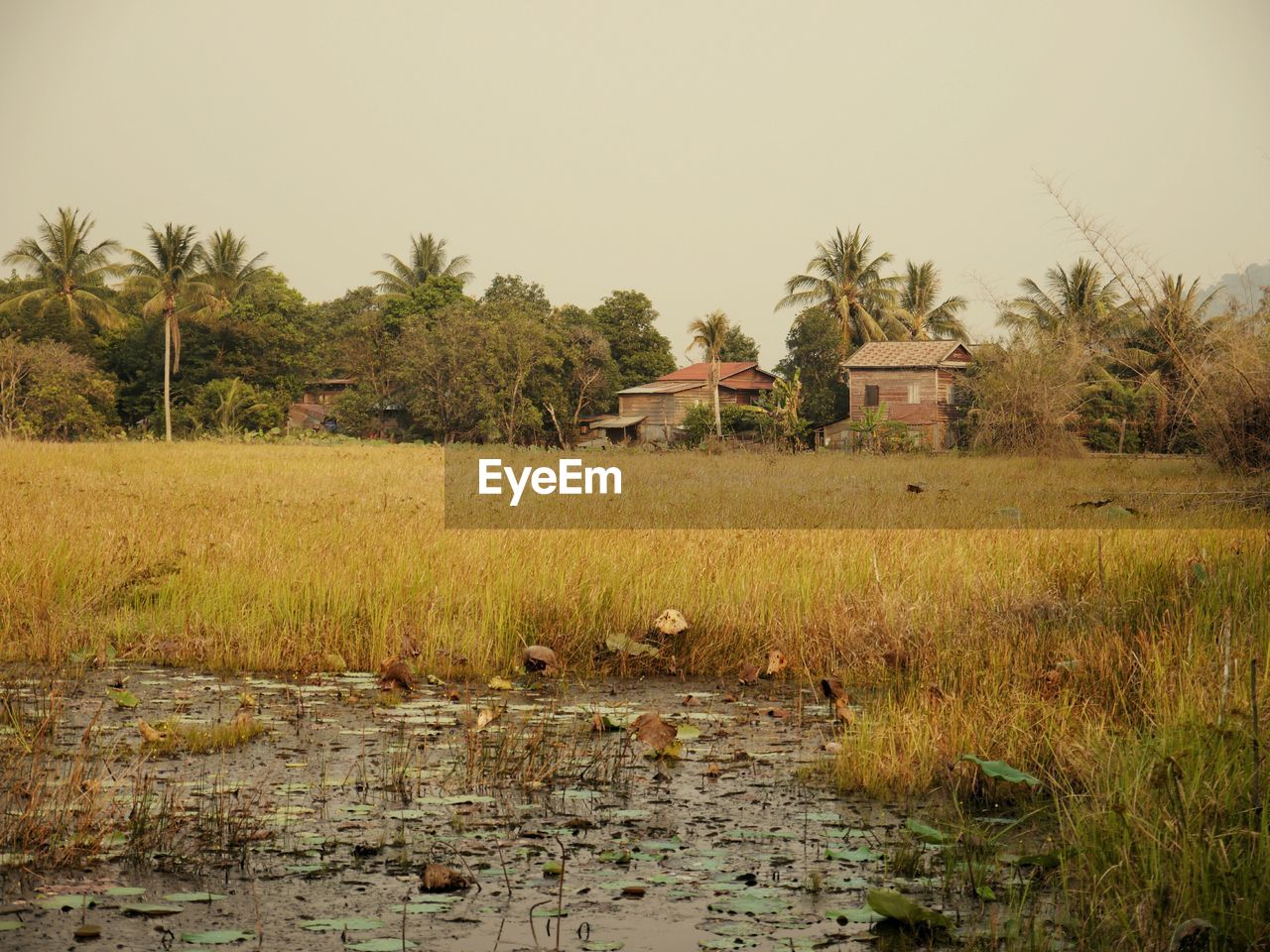 Scenic view of agricultural field against clear sky