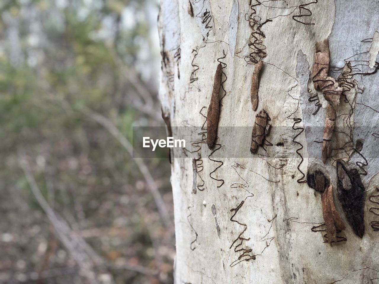 Close-up of tree trunk. eucalyptus gum tree, squiggly gum.