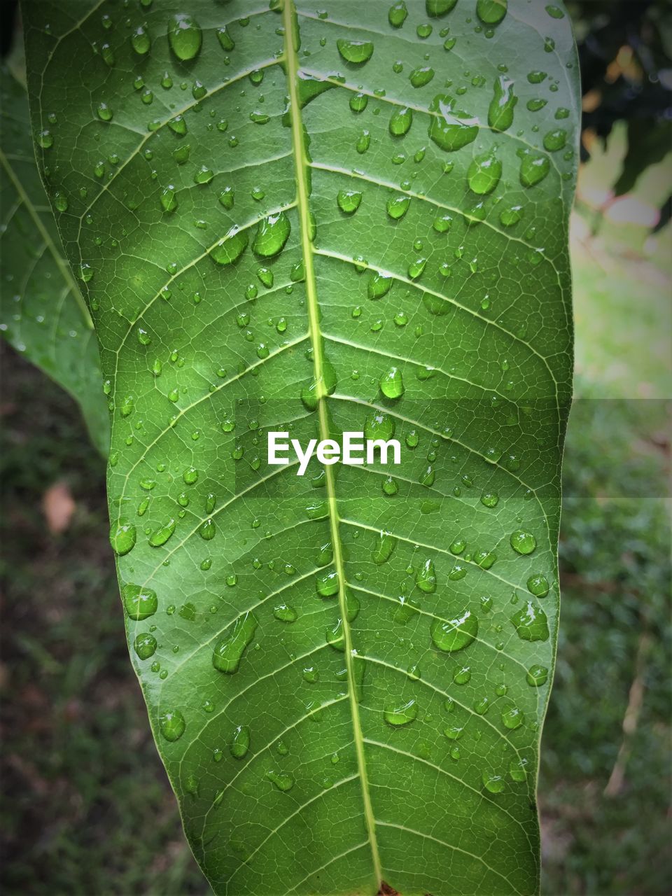 CLOSE-UP OF WATER DROPS ON GREEN LEAF