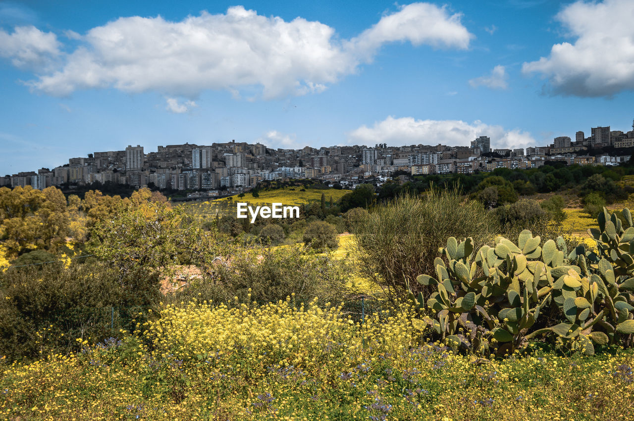 A vibrant field of yellow flowers, with a city in the background