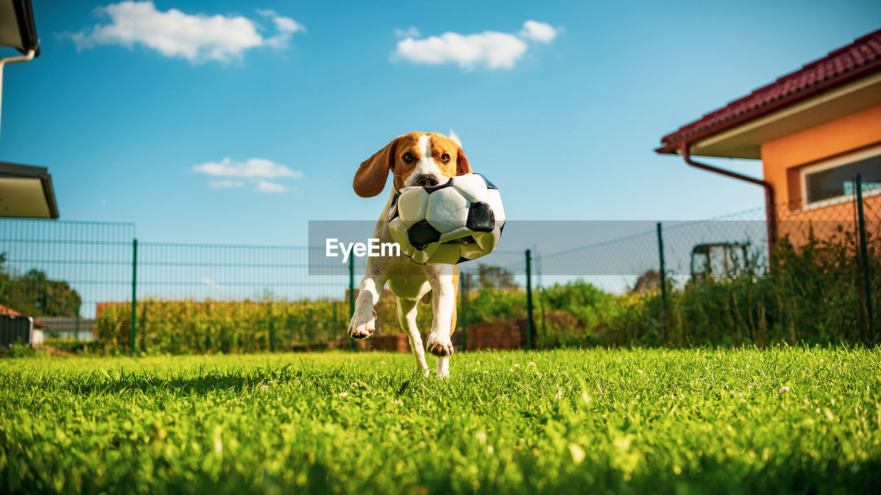 View of a dog with soccer ball on field