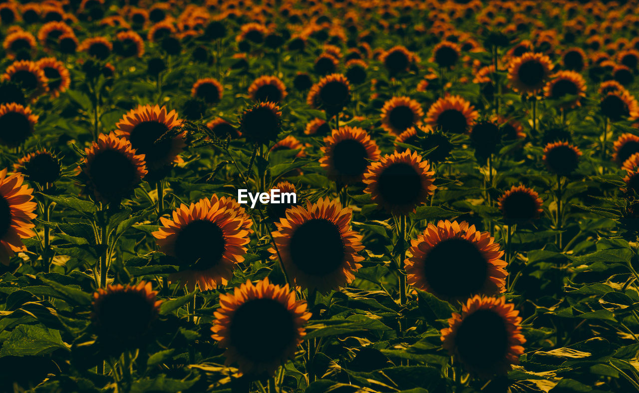 Full frame shot of sunflower field on sunny day