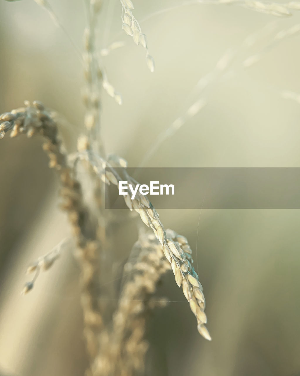 CLOSE-UP OF FROZEN PLANT AGAINST SKY