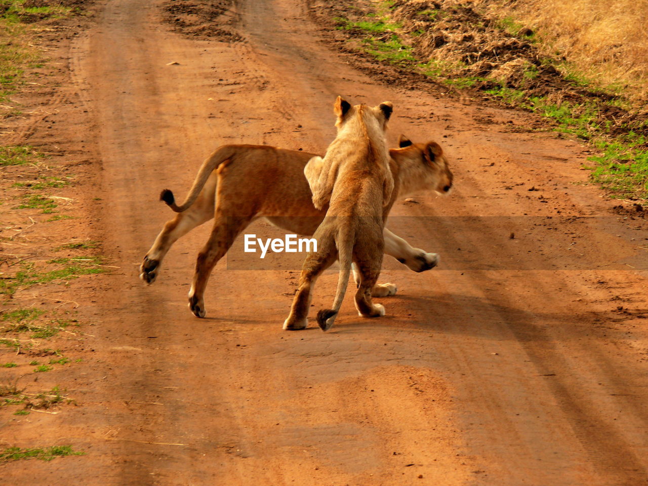 Two young lions playing around dirt road